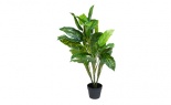  3' Dieffenbachia Plant